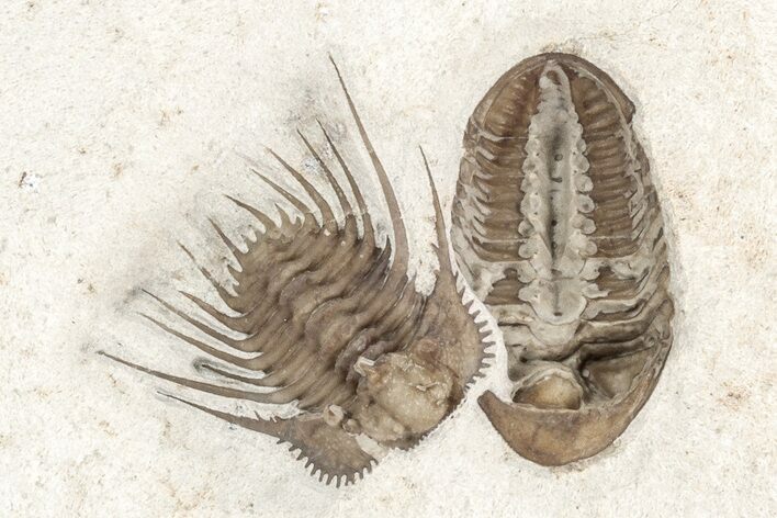 Kettneraspis Trilobite With Ventral Phacopid - Black Cat Mountain #209153